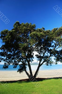 Pohutaka with Rangitoto in the distance