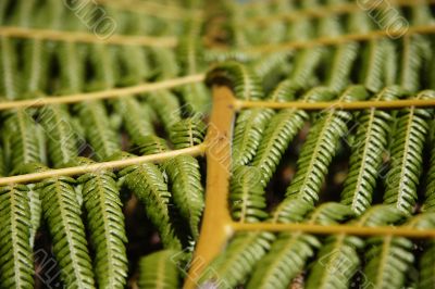 Fern Leaf close up