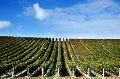 grape vines at winery