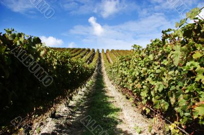 Grape vines at a vineyard