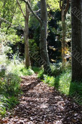 leafy walkway in forest
