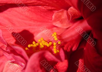 pollen hibiscus