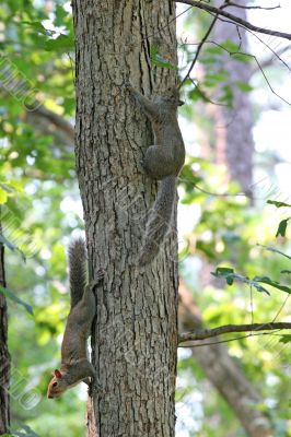 Two Squirrels