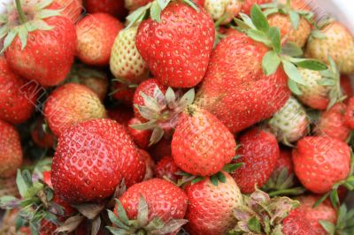 spring berries red ripe delicious strawberries.