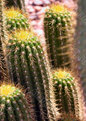 A group of tall cactus in sunlight