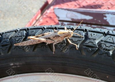  Grasshopper on Car tire tread