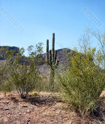  Arizona Seguaro Cactus