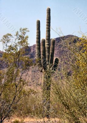  Arizona Seguaro Cactus 02