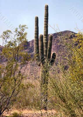  Arizona Seguaro Cactus 03