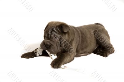 the puppy playing with a collar the puppy playing with a collar