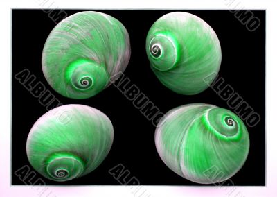 Green Sea Shells