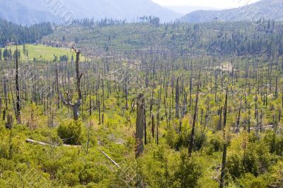 Burnt down forest  Yosemite National Park