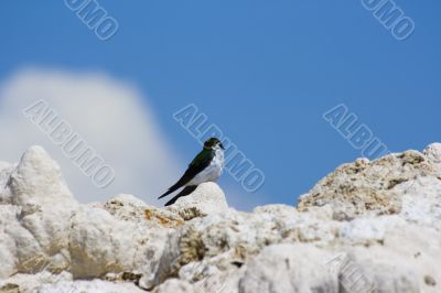 Tufa formations at Mono Lake