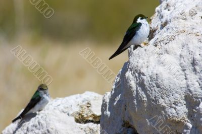 Tufa formations at Mono Lake