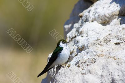 Tufa formations at Mono Lake