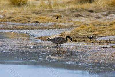 Tufa formations at Mono Lake