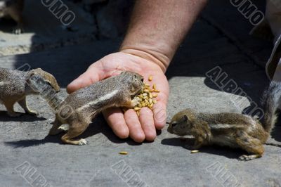 Feeding domesticated chipmunks