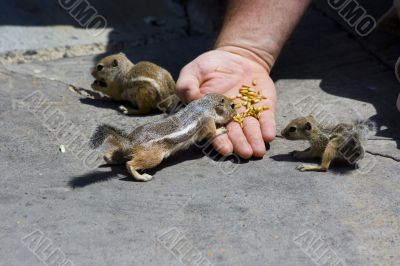 Feeding domesticated chipmunks