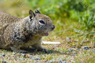 Ground Squirrel