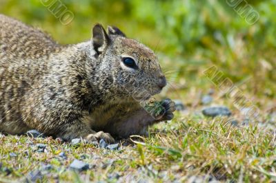 Ground Squirrel