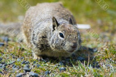 Ground Squirrel