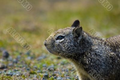 Ground Squirrel