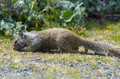 Ground Squirrel