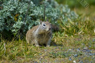 Ground Squirrel Ground Squirrel