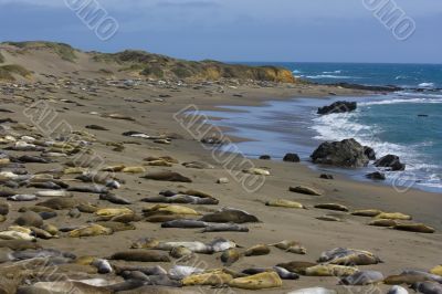 Elephant seal pups on the beach in Big Sur