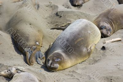 Elephant seal pups on the beach in Big Sur