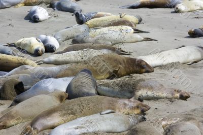 Elephant seal pups on the beach in Big Sur