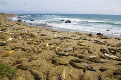 Elephant seal pups on the beach in Big Sur Elephant seal pups on the beach in Big Sur
