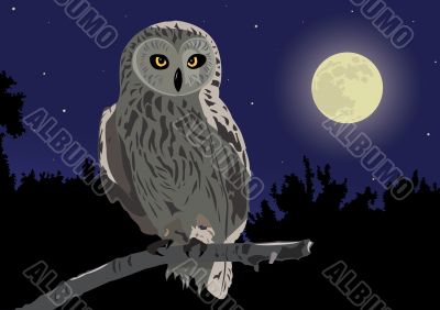 owl sitting on a branch by a moonlight night