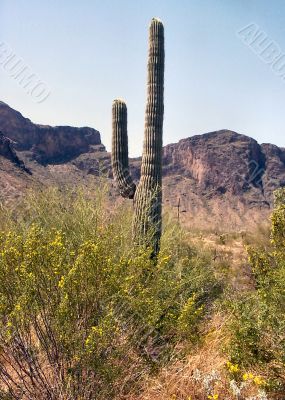 Young  Arizona Seguraro Cactus   with One Arm