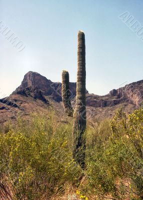  Arizona Saguaro Cactus with purple mountains