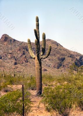  Arizona Seguaro Cactus 07 with Fence