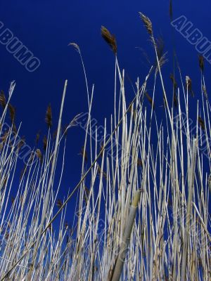 Dried Grasses