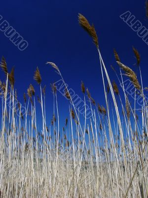 Tall Grasses