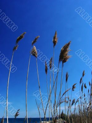 Ocean Grass