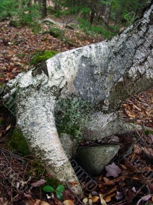 White Tree