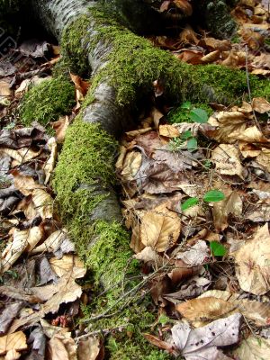 Mossy Root