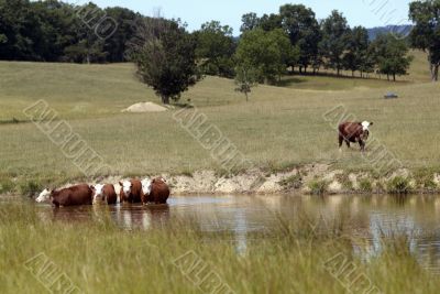 brown cows in pond