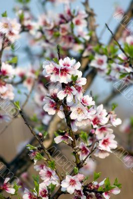 Almond blossoms