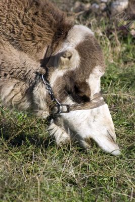 Camel eating