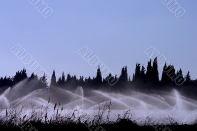 Morning irrigation