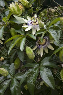 Passion flower vines