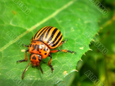 Colorado potato beetle