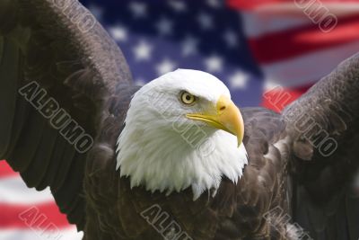 American eagle with flag