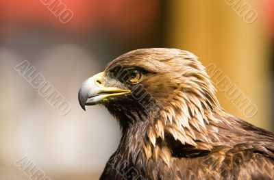 Golden eagle Golden eagle