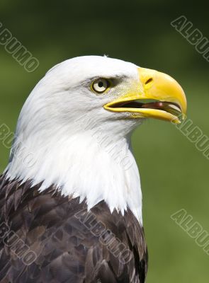 American eagle